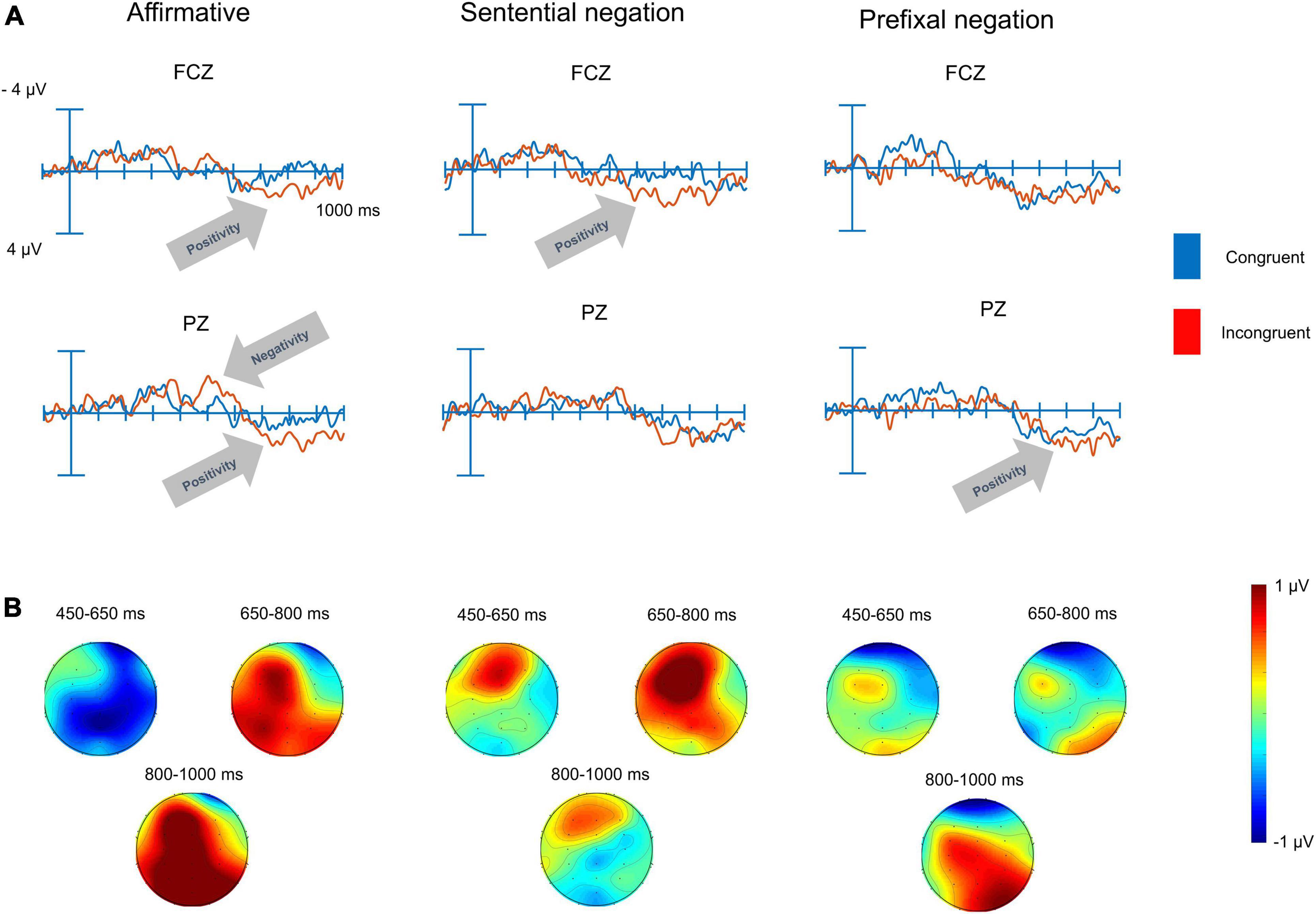 Brain responses to negated and affirmative meanings in the auditory modality